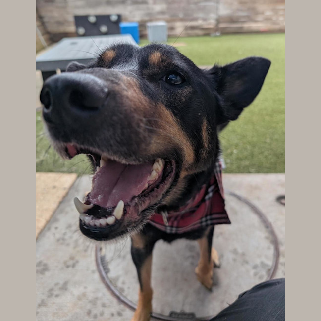 Photo of Archie 