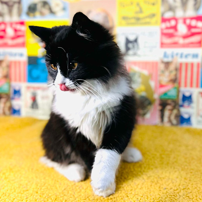 Photo of Odette   Located In Preston 