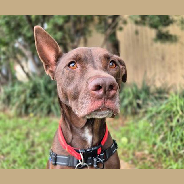 Photo of Apollo