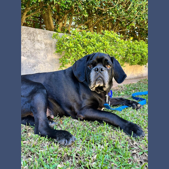 Photo of Paco   4 Year Old Puggle 