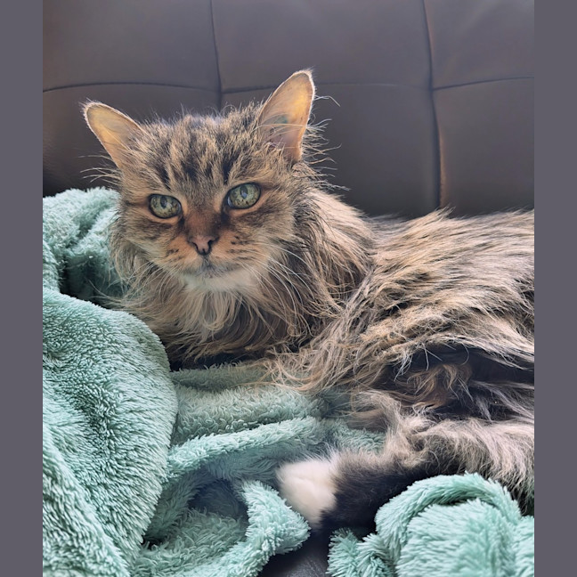 Photo of Scully