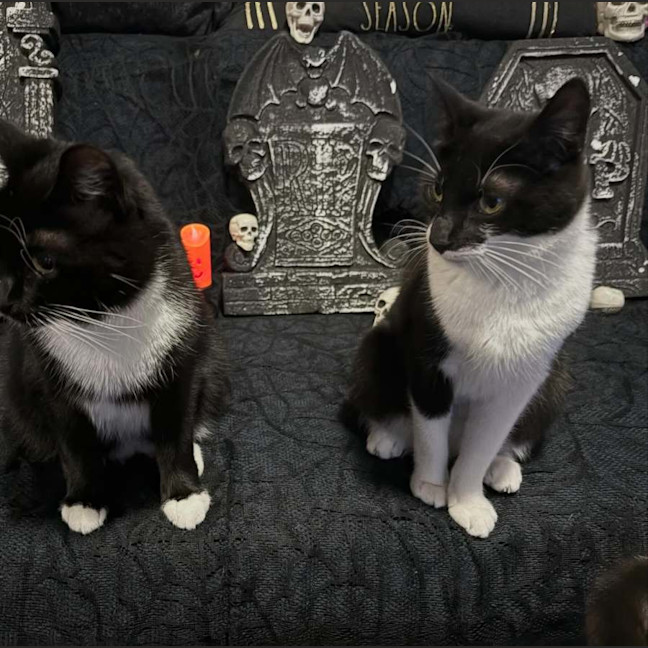 Photo of Sevika **2nd Chance Cat Rescue**