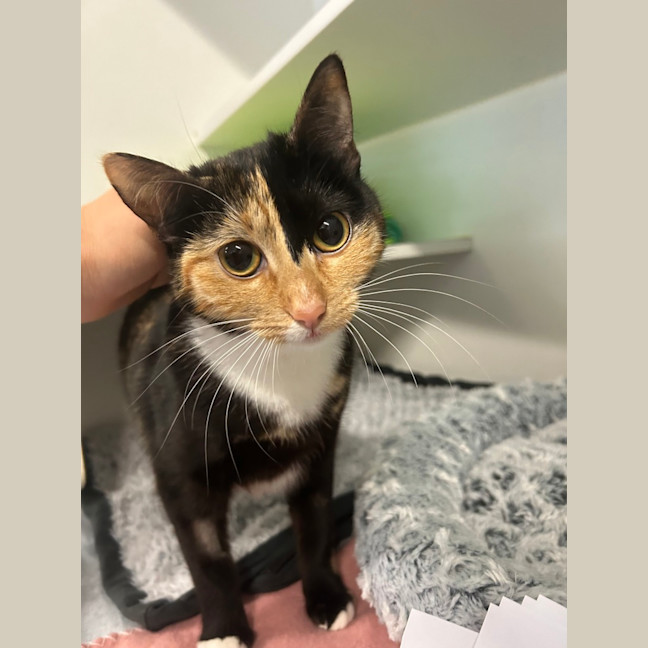 Photo of Chickpea