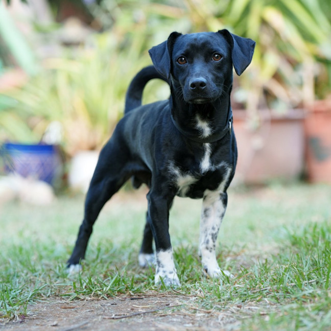 Photo of Dexter