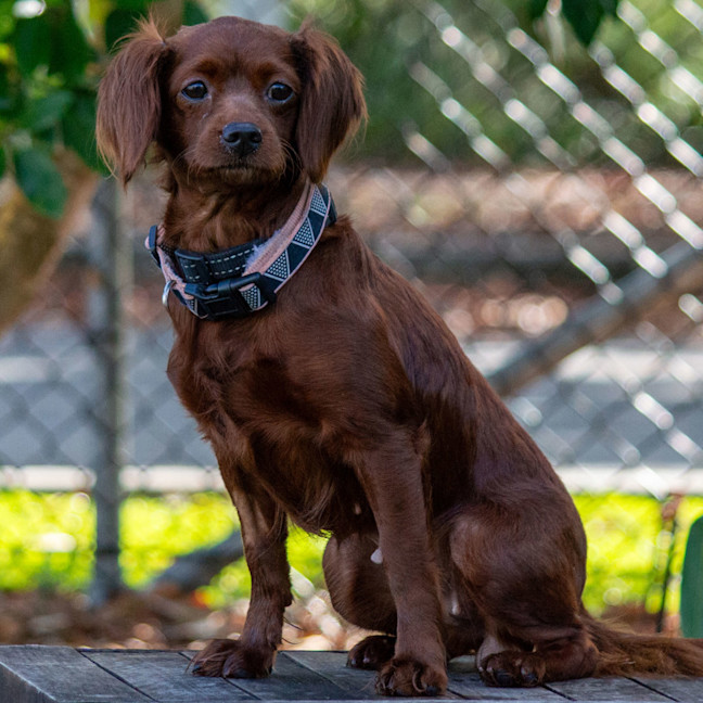 Photo of Maple
