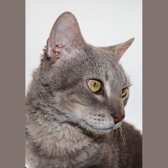 Photo of Gibson Now At Pet Quarters Tuggerah