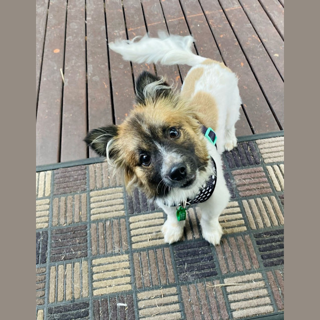 Photo of Crumpet 🐶