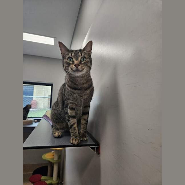 Photo of Butterball Brown