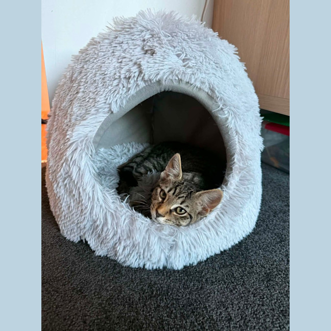 Photo of Nala *9 Lives Project Rescue*