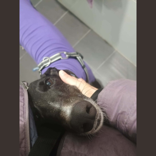 Photo of Fonzie, The Greyhound 