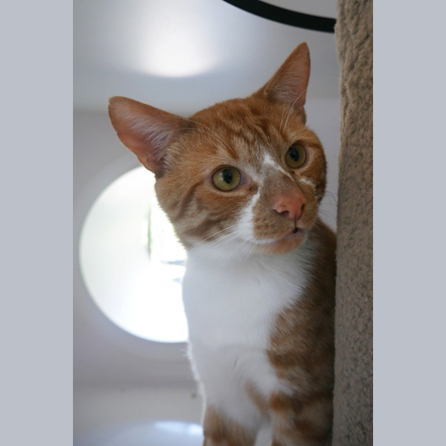 Photo of Ginger Sta013276