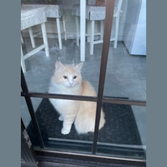 Photo of Simba