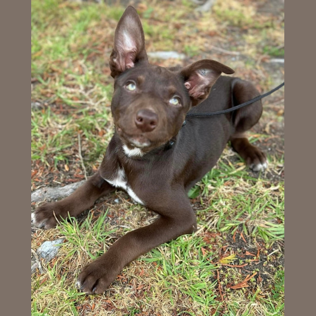 Photo of Chocolate Bean 