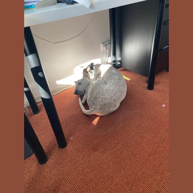 Photo of Sadie   2 Year Old Cattle Dog X