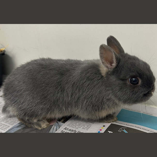 Photo of Debo (Bonded With Tyrone)