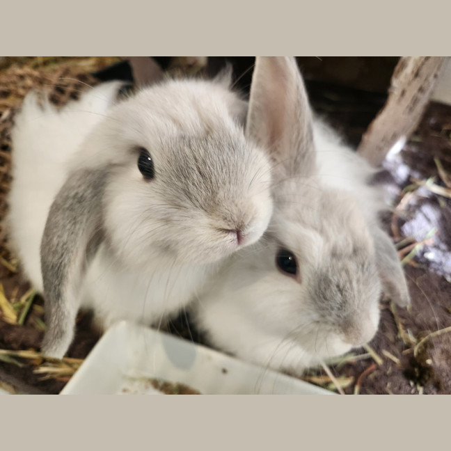 Photo of Merry