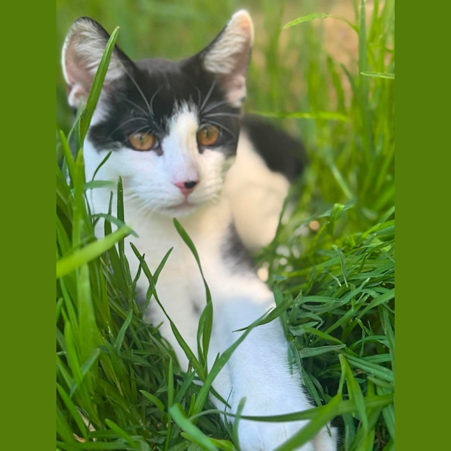 Photo of Basil   In Foster Care In Cranbourne