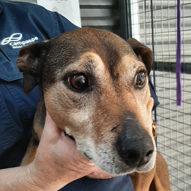 Photo of Roxy