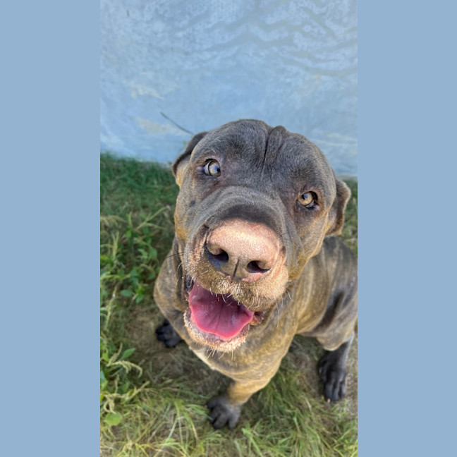 Photo of Koda (1068)