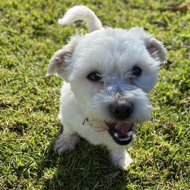 Photo of Charlie