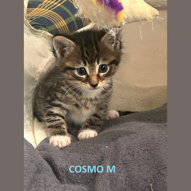 Photo of Cosmo