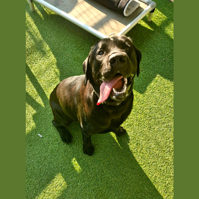 Photo of D1034 Ollie