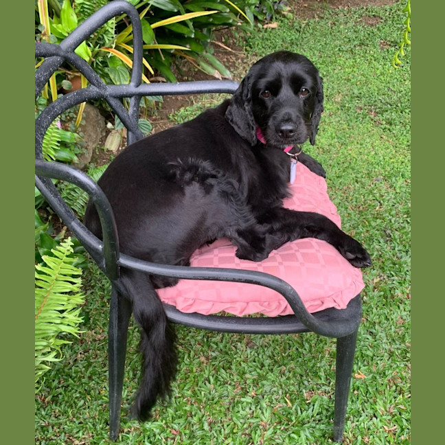 Photo of Ziva