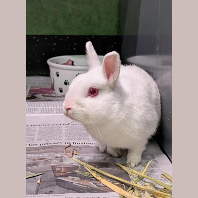 Photo of Pancake