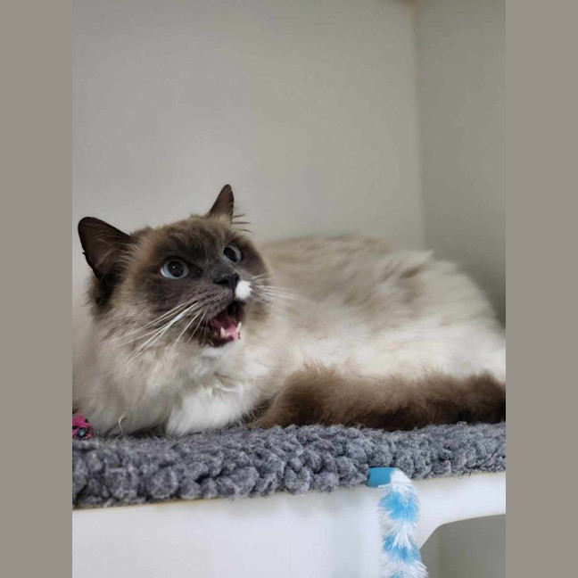 Photo of 🍇 Bam Bam 5810 🍇