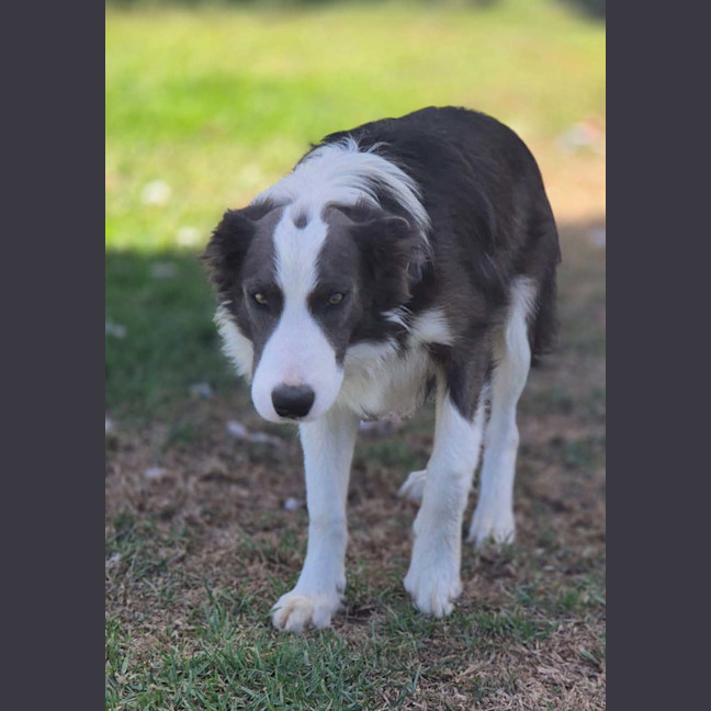 Photo of Angus