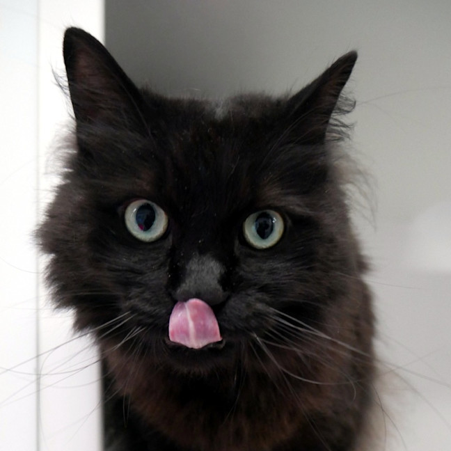 Photo of Lockie Sua015043