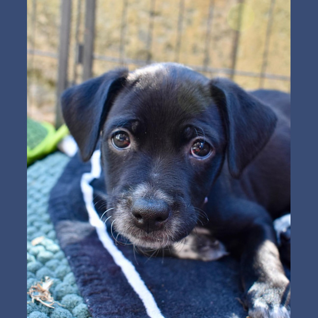 Photo of Kahlua