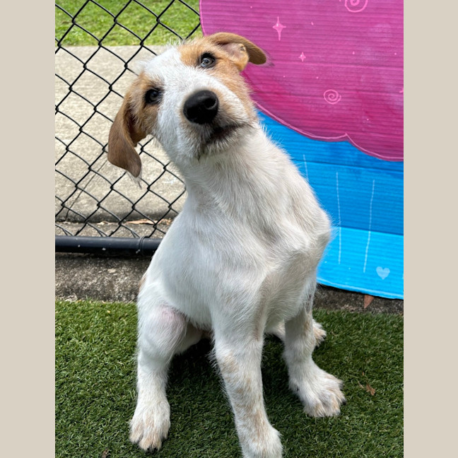 Photo of Cookie
