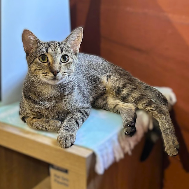 Photo of Mochi