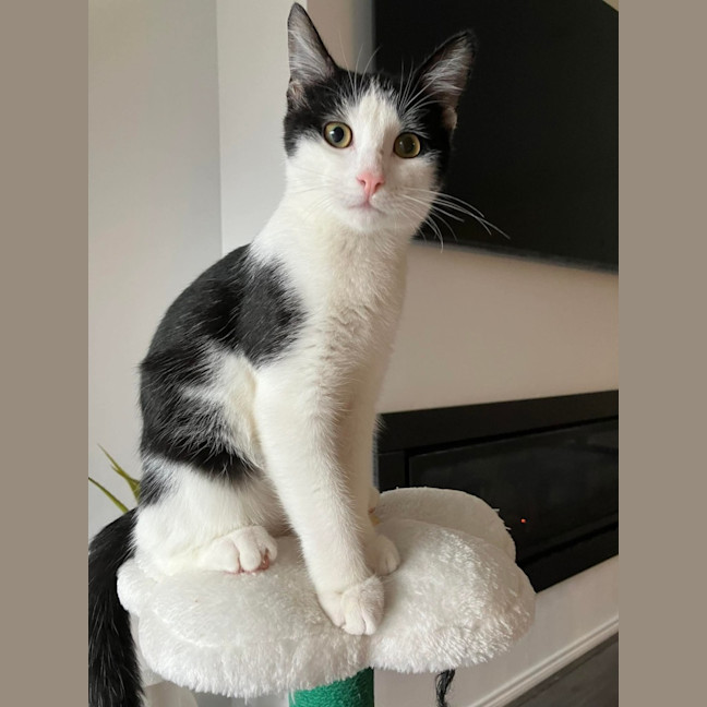 Photo of Oreo 