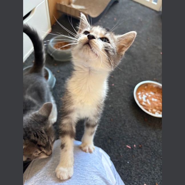 Photo of Dexter 💙