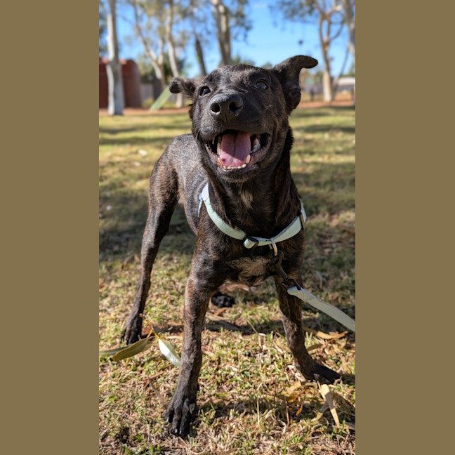 Photo of Koda