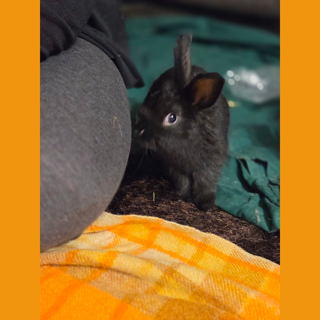 Photo of Kole & Zestful Wildy 