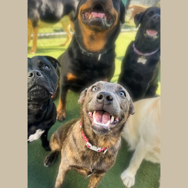Photo of Bluey