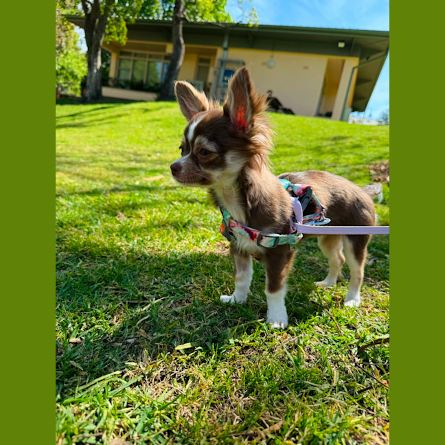 Photo of Penny Chocolate 