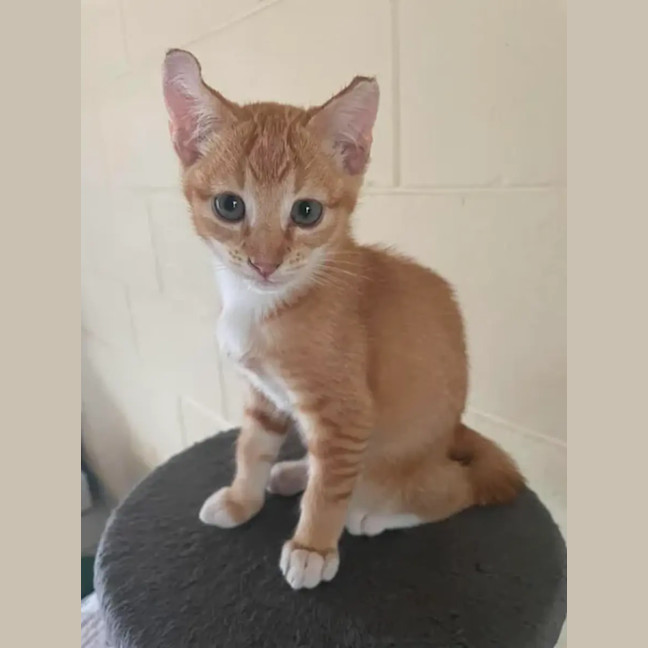 Photo of Odie