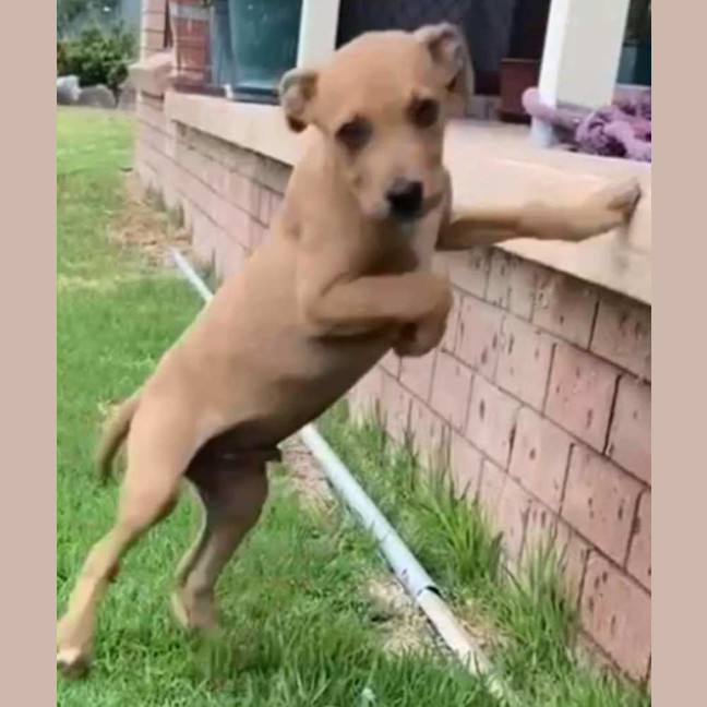 Photo of Walter ~ Staffy X Beagle Puppy