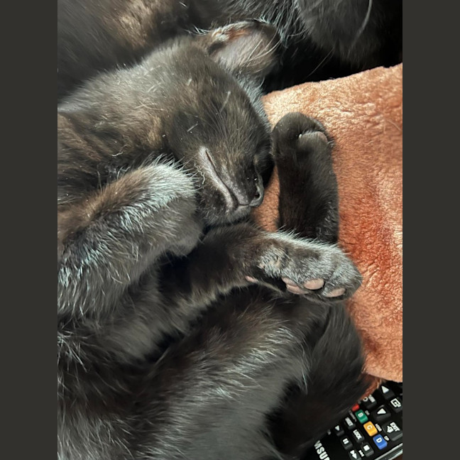 Photo of Pepper