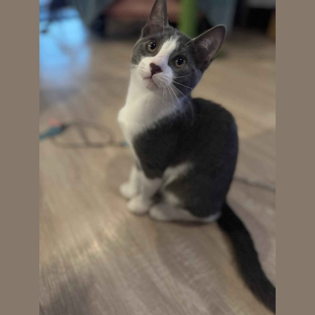 Photo of Flash