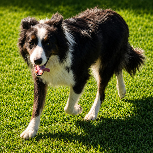 Photo of Bailey
