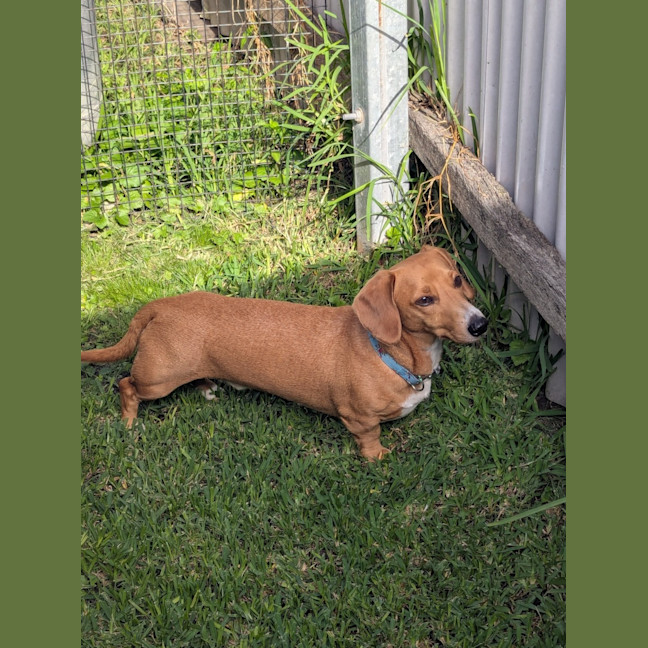 Photo of Frankie   4 Year Old Dachshund