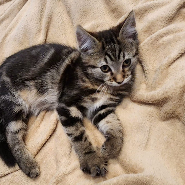 Photo of Enzo