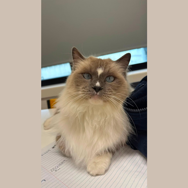 Photo of Merrkitty