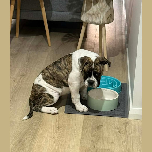 Photo of Lexi   6 Month Old Australian Bulldog
