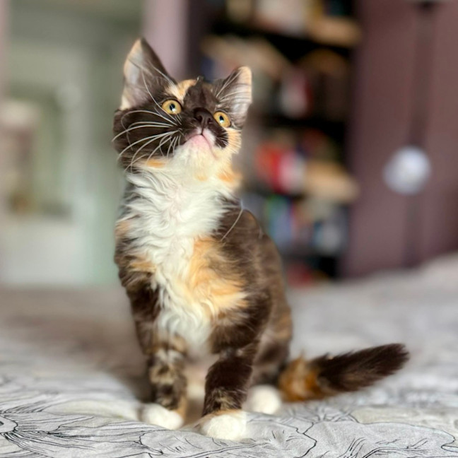 Photo of Isobel   In Foster Care In Templestowe